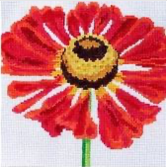 Regal Pincushion Flower